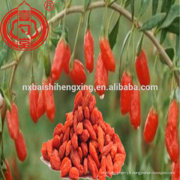 Ningxia goji berry dans les fruits secs en vrac baies de goji gros goji berry à vendre